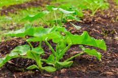 Рассада тыквы Мускатная