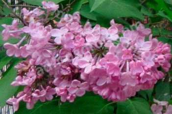 Сирень гиацинтовая Мэйден'с Блаш Syringa hyacinthiflora Maidens Blush
