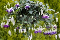Фуксия Блу Ангел Fuchsia Blue Angel
