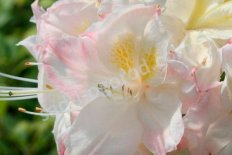 Рододендрон Сильвер Слиппер Rhododendron deciduous Silver Slipper