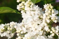 Сирень Мисс Эллен Уиллмотт Syringa vulgaris Miss Elen Willmott