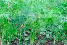 Укроп Русич рассада