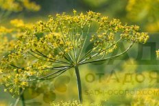 Укроп Зонтик рассада