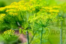 Укроп Лесногородский рассада
