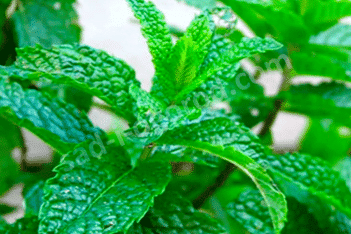 Мята колосковая Марроканская Mentha spicata Moroccan