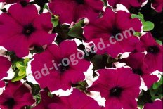 Петуния грандифлора Лимбо Бургунди Пикоти Petunia grandiflora Limbo Burgundy Picotee