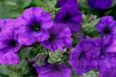 Петуния грандифлора Лимбо Блю Petunia Limbo Blue