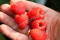 Малина ремонтантная Зюгана Rubus Sugana