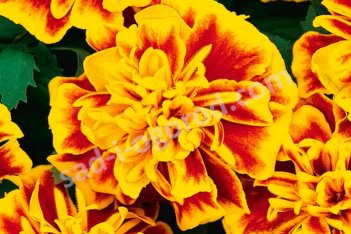 Тагетес (бархатцы) Бонанза Би Tagetes patula Bonanza Bee