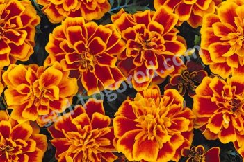 Тагетес (бархатцы) Бонанза Флейм Tagetes patula Bonanza Flame