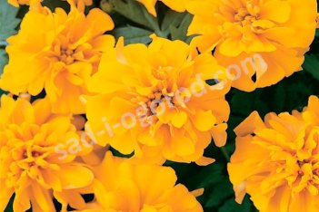Тагетес (бархатцы) Бонанза Голд Tagetes patula Bonanza Gold