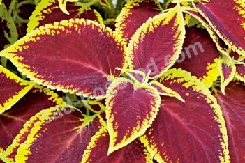 Колеус Визард Скарлет Coleus blumei Wizard Scarlet