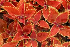 Колеус Визард Сансет Оранж Coleus blumei Wizard Sunset Orange