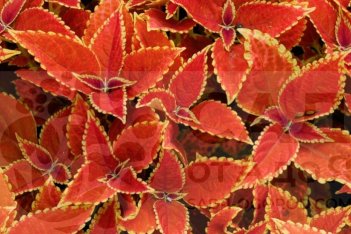 Колеус Визард Сансет Оранж Coleus blumei Wizard Sunset Orange