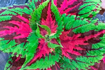 Колеус Конг Роуз Coleus blumei Kong Rose