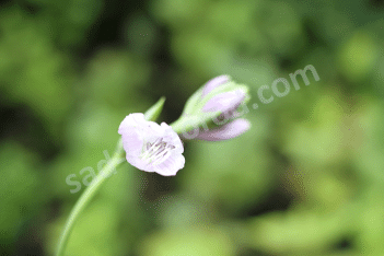 Хоста Ред Дог Hosta Red Dog