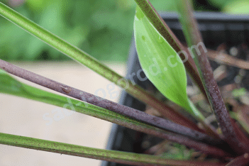 Хоста Ред Дог Hosta Red Dog