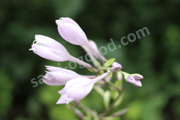 Хоста Ред Дог Hosta Red Dog