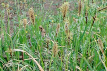 Осока волосистая Carex pilosa