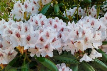 Рододендрон Антон Чехов Rhododendron Anton Chekhov
