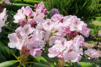 Рододендрон Антон Чехов Rhododendron Anton Chekhov