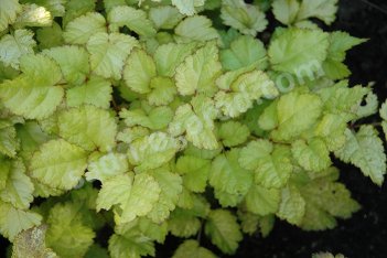 Астильба Арендса Аметист Astilbe Arendsii Amethyst