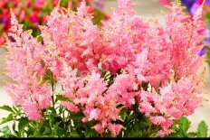 Астильба Арендса Дарвинс Дрим Astilbe arendsii Darwins Dream
