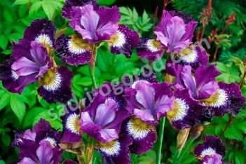 Ирис сибирский Контраст ин Стайлз Iris sibirica Contrast in Styles