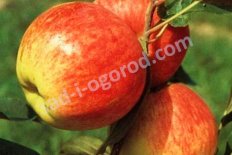 Яблоня Мантет Malus domestica Mantet