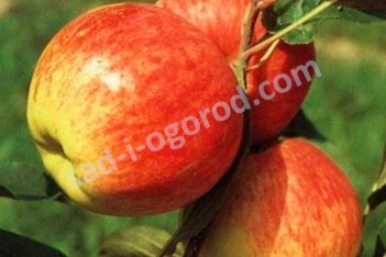 Яблоня Мантет Malus domestica Mantet