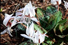 Кандык собачий зуб Сноуфлейк Erythronium dens-canis Snowflake