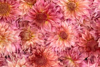 Георгина Пенхилл Арбуз Dahlia Penhil Watermelon