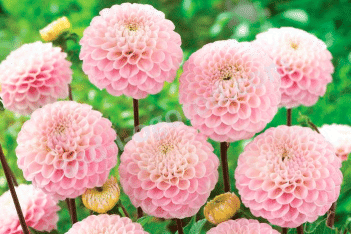 Георгина Визард оф Оз шаровидная Dahlia Wizard of Oz