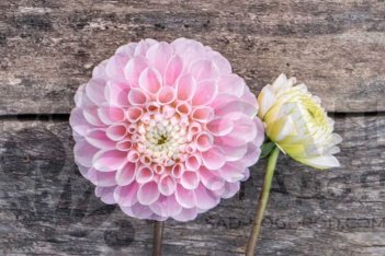 Георгина Визард оф Оз шаровидная Dahlia Wizard of Oz