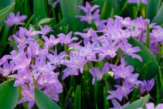 Хионодокса люцилии Виолет Бьюти Chionodoxa Luciliae Violet Beauty