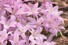 Хионодокса люцилии Роуз Куин Chionodoxa luciliae Rose Queen