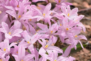 Хионодокса Роуз Куин Chionodoxa luciliae Rose Queen