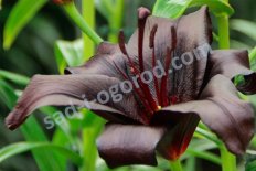 Лилия азиатская Найтридер Lilium Nightrider