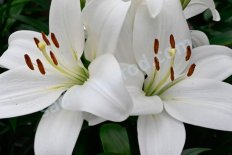 Лилия Кент ЛА-гибрид Lilium Kent