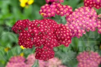 Тысячелистник обыкновенный Ред Вельвет Achillea millefolium Red Velvet