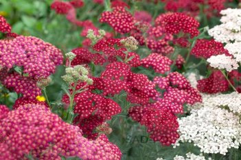 Тысячелистник обыкновенный Ред Вельвет Achillea millefolium Red Velvet