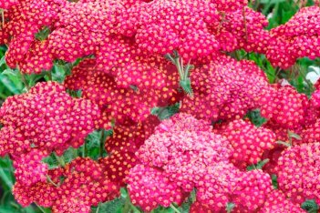 Тысячелистник обыкновенный Ред Вельвет Achillea millefolium Red Velvet