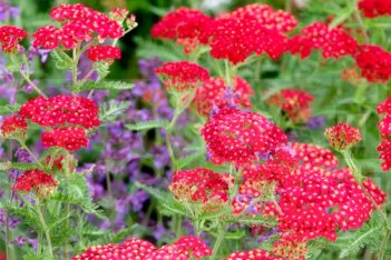 Тысячелистник обыкновенный Ред Вельвет Achillea millefolium Red Velvet