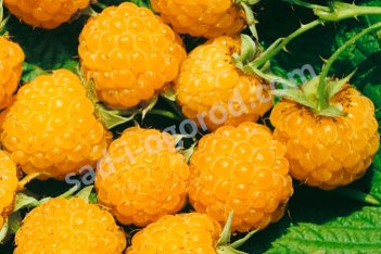Малина желтоплодная Олл Голд Rubus idaeus All Gold