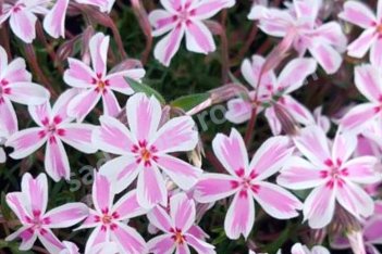 Флокс шиловидный Кимоно Phlox subulata Kimono