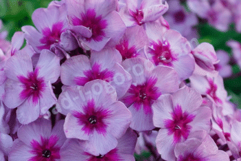 Флокс метельчатый Старый Маяк Phlox paniculata Stary Mayak