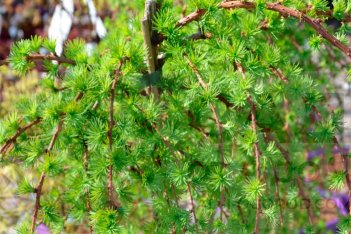 Лиственница японская Стив Виппер Larix kaempferi Stiff Weeper