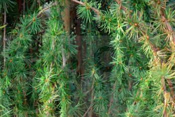 Лиственница японская Стив Виппер Larix kaempferi Stiff Weeper