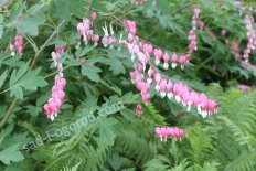 Дицентра красивая Dicentra formosa