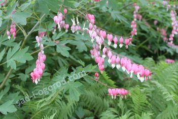 Дицентра красивая Dicentra formosa